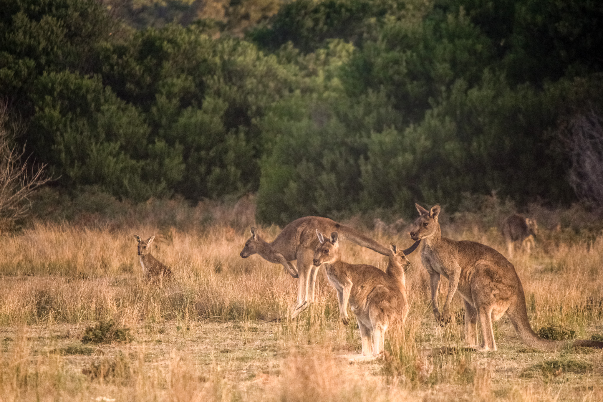 Kanga-Kangaroo, animated series in development