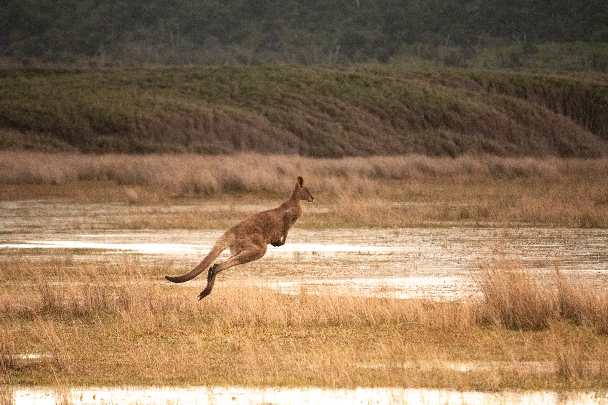 Kangaroo Time