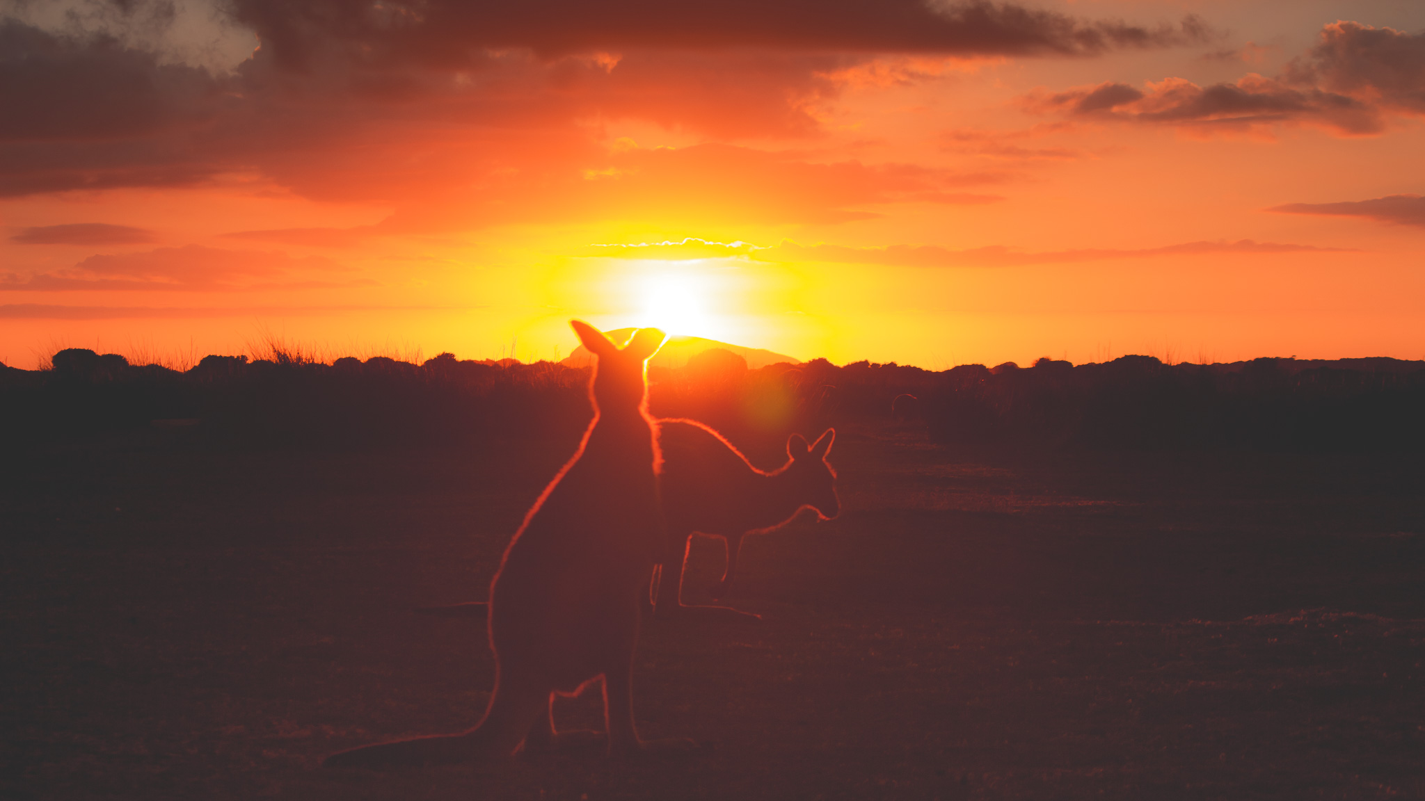Kangaroo silhouette at sunset